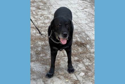 Sirkkas svarta, numera pensionerade, ledarhund Åzzy ser tuff och glad ut. Han står som i startläge och verkar redo för bus, utan sele. Pigga ögon och öppen mun med tungan ut.