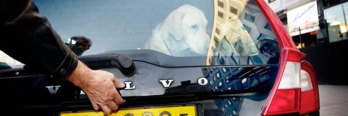 Ledarhund i en taxibil